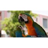 image:imageSony RX100 VII Premium Compact Camera with 10Type Stacked CMOS Sensor DSCRX100M7 Black  24200mm F2845 Zeiss 20fps Af and Ae 4K Xga Evf 3 Tilting LCDCamera Only
